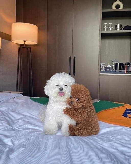 이미지